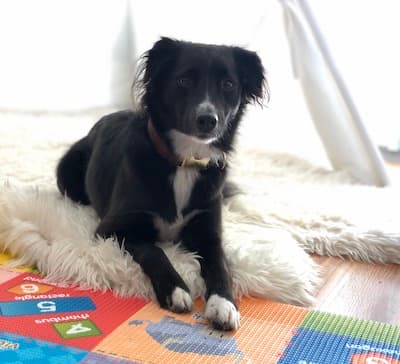 We are a pet-friendly workspace. Most of our full-time members have dogs and they often bring them to work. Your pet will feel right at home.